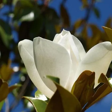 Dom wakacyjny Lovely In With Terrace *