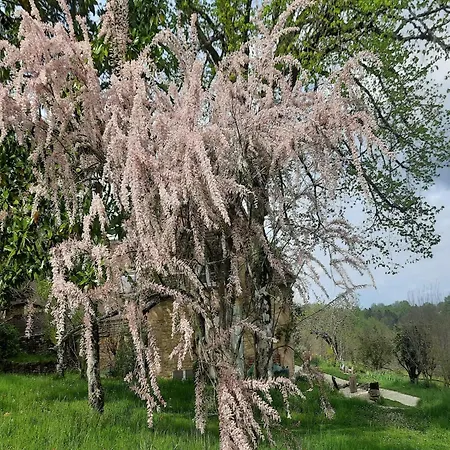 Lovely In With Terrace Dom wakacyjny Peyzac-le-Moustier