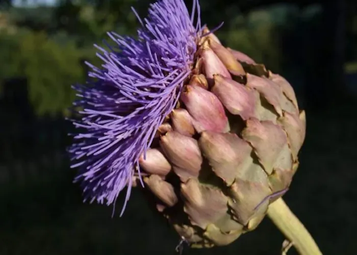 Lovely In With Terrace Σπίτι διακοπών Peyzac-le-Moustier